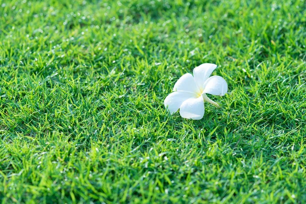 Frangipani Flower Background Green Grass — Stock Photo, Image