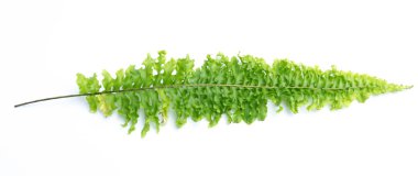 Beyaz arkaplanda yeşil eğreltiotu yaprakları izole