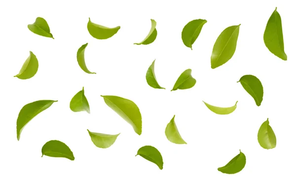 Fly Green Leaves Isolated White — Stock Photo, Image