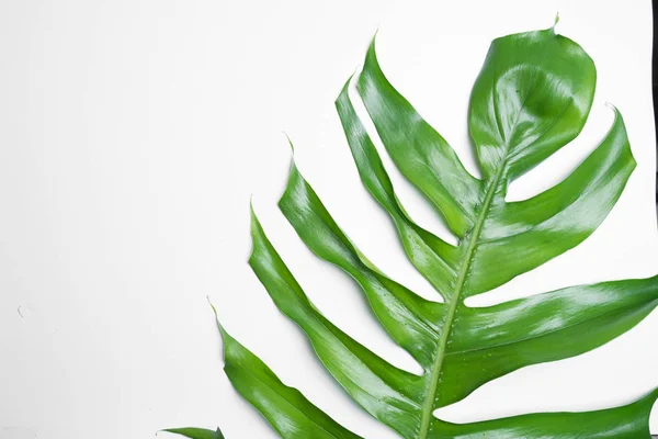 Cosméticos Naturais Cuidados Com Pele Folhas Fundo Branco — Fotografia de Stock