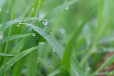 Yağmurdan sonra ıslak çimenler