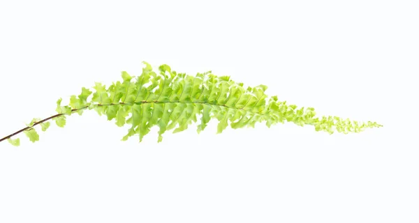 Green Leaves Fern Isolated White Background — Stock Photo, Image