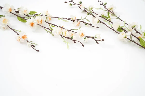 Ramas Flores Sakura Aisladas Sobre Fondo Blanco — Foto de Stock