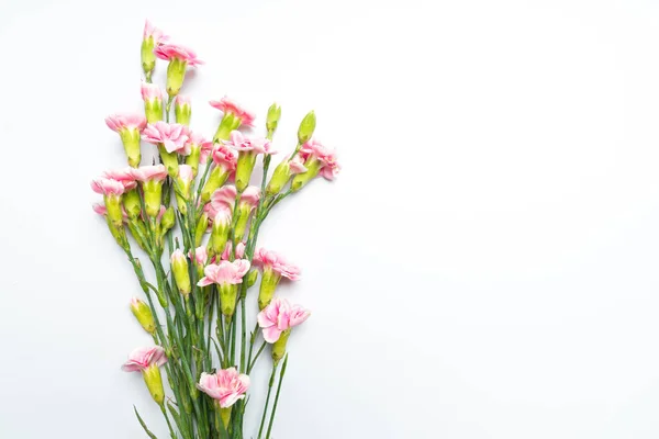 Claveles Rosados Florecen Sobre Fondo Blanco — Foto de Stock