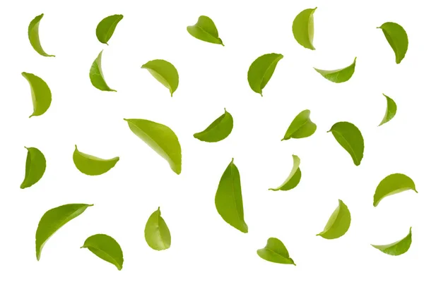 Fly Green Leaves Isolated White — Stock Photo, Image