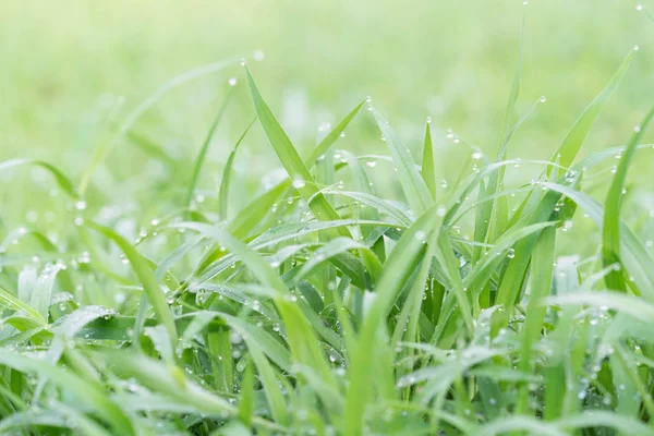 Nat Gras Regen — Stockfoto