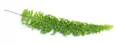 Beyaz arkaplanda yeşil eğreltiotu yaprakları izole