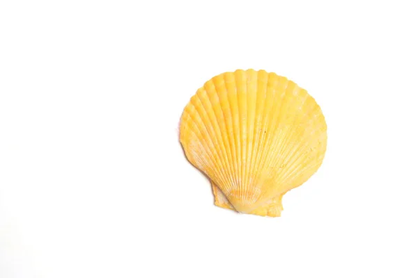 Морские Раковины Морские Звезды Белом Фоне — стоковое фото