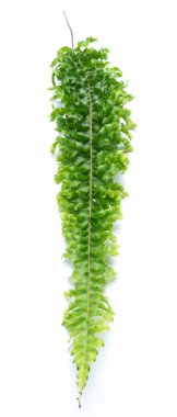 Beyaz arkaplanda yeşil eğreltiotu yaprakları izole