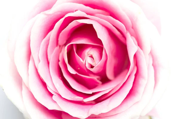 Close Pink Rose — Stock Photo, Image