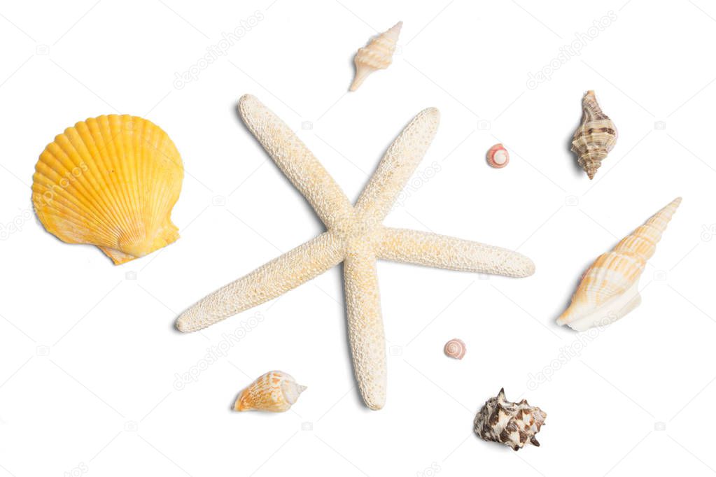 Collection of- different seashells isolated on white background