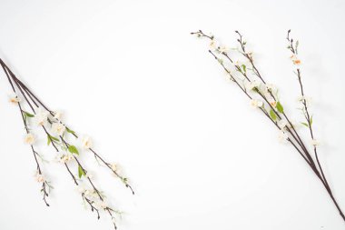 sakura çiçek dalları izole