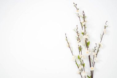 sakura çiçek dalları izole