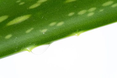 taze aloe vera su damlaları ile yaprakları