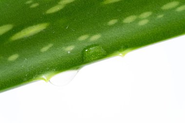 taze aloe vera su damlaları ile yaprakları