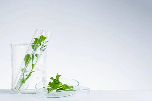Fitoterápicos naturais de vidro orgânico e científico — Fotografia de Stock