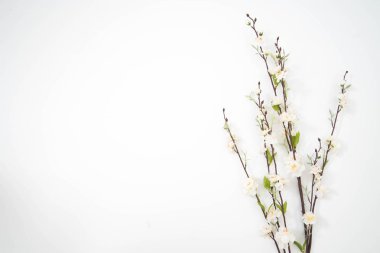 sakura çiçek dalları izole