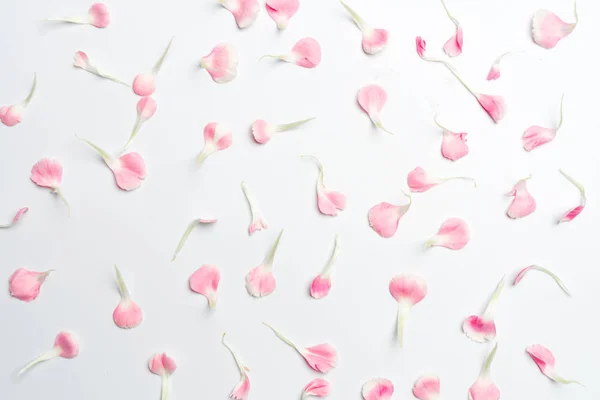 Clavel pétalos de flores en blanco — Foto de Stock