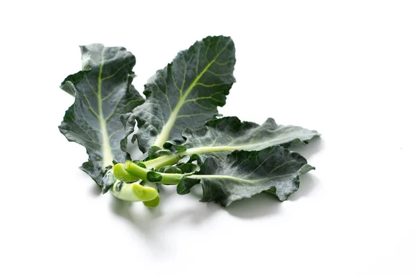 Liści brokułów na białym tle — Zdjęcie stockowe