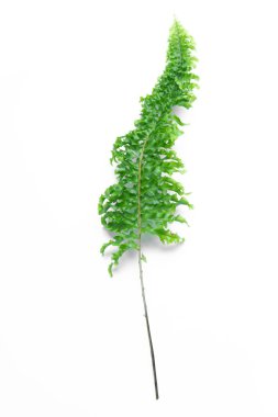 yeşil yaprakları eğreltiotu üzerinde beyaz izole