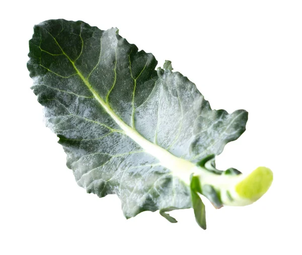Kreativní koncept létající brokolice listí izolované na bílém — Stock fotografie
