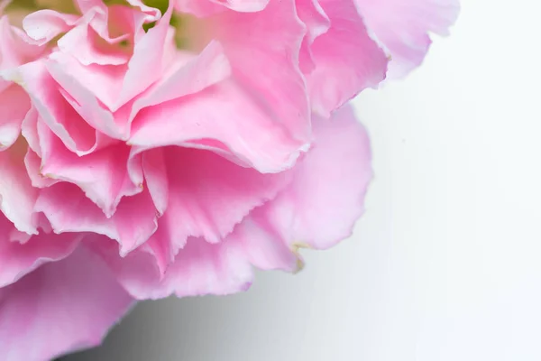 pink carnation on white