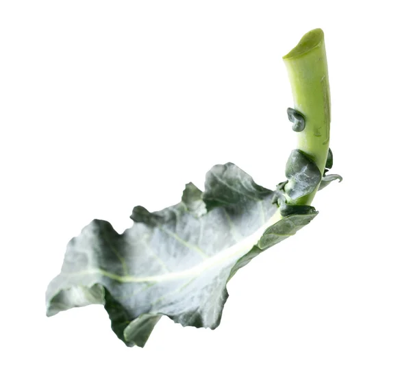 Творческая концепция летающие листья брокколи изолированы на белом — стоковое фото