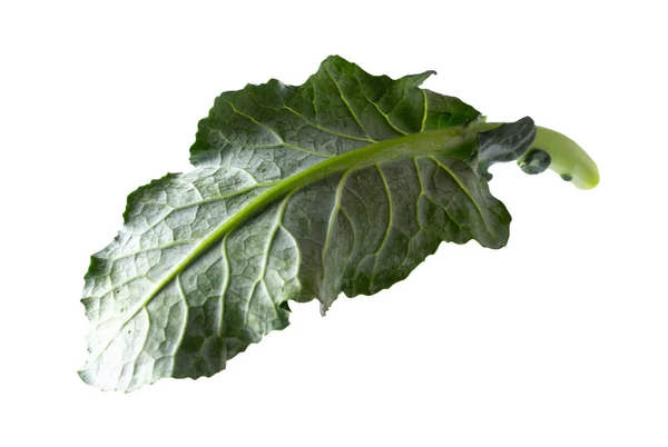 Creative Concept Flying broccoli lämnar isolerat på vitt — Stockfoto