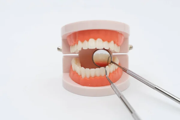 Model Zębów Narzędzie Dentystyczne Białym Tle — Zdjęcie stockowe