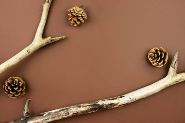 Köknar kozalaklı ahşap dallar. Yaratıcı düz. Fotokopi alanı olan kahverengi arka plan manzaralı. Doğal, ekolojik, organik orman geçmişi. Sonbahar, sonbahar kompozisyon düzeni. Stok fotoğrafı.