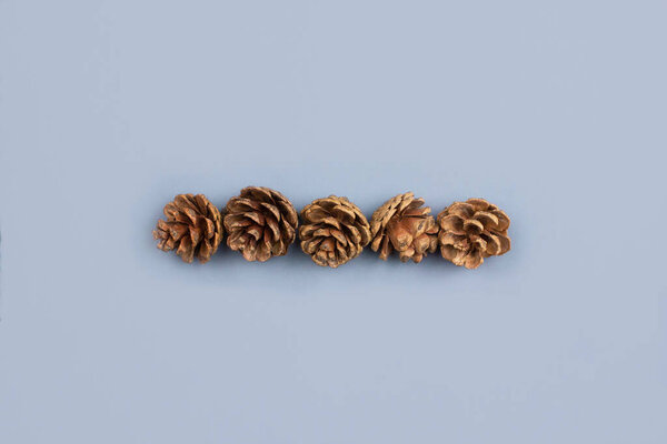 Fir cones flat lay on blue background top view with copy space. Natural, organic forest background. Creative fall, autumn, winter, christmas composition layout. Stock photo.