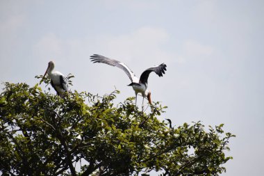 Benekli pelikan kuşu, 2 Şubat 2020 'de Hindistan' da Vedanthangal Kuş Sığınağı 'nda dolaşıyordu.