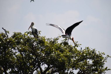Benekli pelikan kuşu, 2 Şubat 2020 'de Hindistan' da Vedanthangal Kuş Sığınağı 'nda dolaşıyordu.