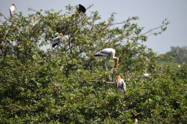 Benekli pelikan kuşu, 2 Şubat 2020 'de Hindistan' da Vedanthangal Kuş Sığınağı 'nda dolaşıyordu.