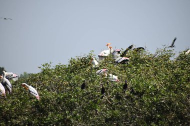 Benekli pelikan kuşu, 2 Şubat 2020 'de Hindistan' da Vedanthangal Kuş Sığınağı 'nda dolaşıyordu.