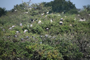 Benekli pelikan kuşu, 2 Şubat 2020 'de Hindistan' da Vedanthangal Kuş Sığınağı 'nda dolaşıyordu.