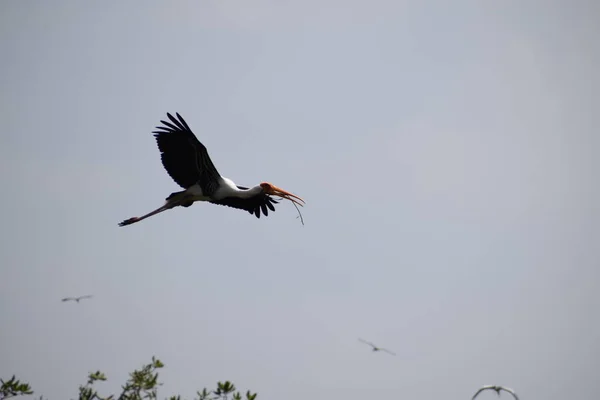 Uccello Pellicano Beccato Che Vaga Nella Terra Paludosa Del Vedanthangal — Foto Stock