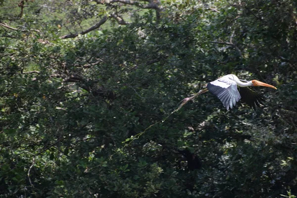 Pelikan Plamisty Wędrujący Bagnach Sanktuarium Ptaków Vedanthangal Chennai Tamil Nadu — Zdjęcie stockowe