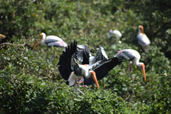 Pelikanvogel Wandert Februar 2020 Durch Das Sumpfland Des Vedanthangal Bird — Stockfoto