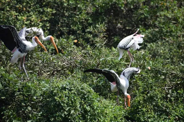 Pelikanvogel Wandert Februar 2020 Durch Das Sumpfland Des Vedanthangal Bird — Stockfoto