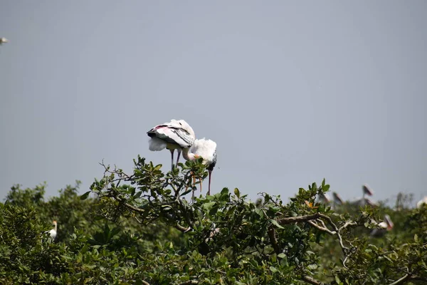 Pájaro Pelícano Pico Tierra Pantanosa Del Santuario Aves Vedanthangal Chennai — Foto de Stock