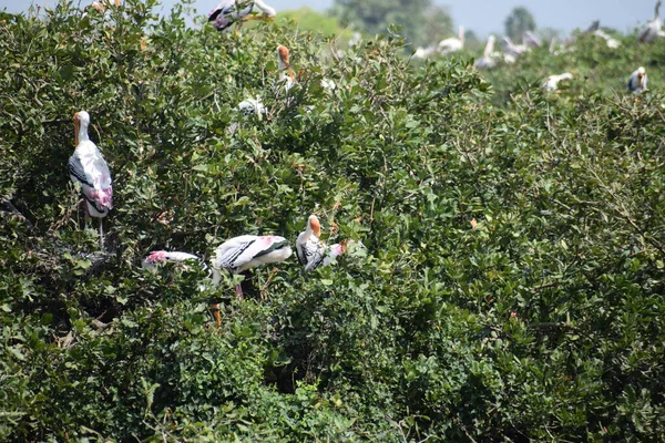 Vlekkeloze Pelikaan Dwaalt Rond Het Moerasland Vedanthangal Bird Sanctuary Chennai — Stockfoto