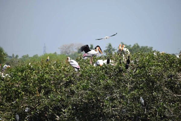 Vlekkeloze Pelikaan Dwaalt Rond Het Moerasland Vedanthangal Bird Sanctuary Chennai — Stockfoto