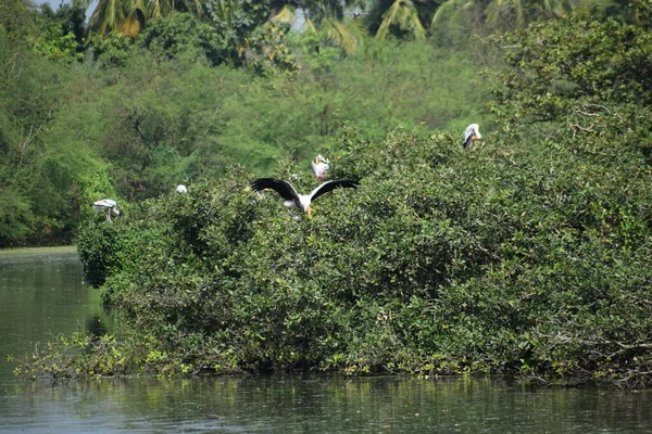 Pelikanvogel Wandert Februar 2020 Durch Das Sumpfland Des Vedanthangal Bird — Stockfoto