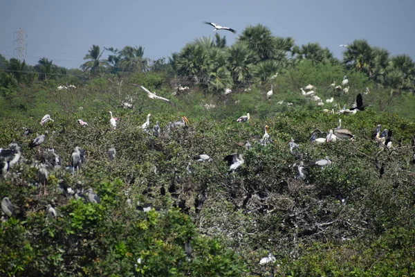 Pájaro Pelícano Pico Tierra Pantanosa Del Santuario Aves Vedanthangal Chennai — Foto de Stock