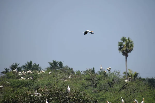 Pájaro Pelícano Pico Tierra Pantanosa Del Santuario Aves Vedanthangal Chennai — Foto de Stock