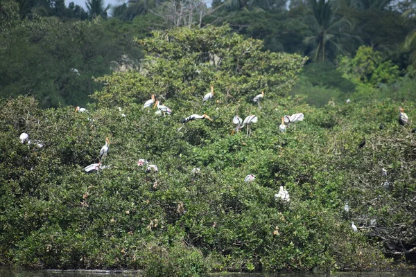 Benekli Pelikan Kuşu Şubat 2020 Hindistan Vedanthangal Kuş Sığınağı Nda — Stok fotoğraf