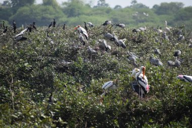 Benekli pelikan kuşu, 2 Şubat 2020 'de Hindistan' da Vedanthangal Kuş Sığınağı 'nda dolaşıyordu.