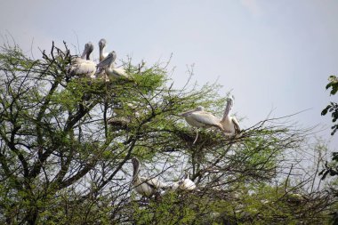 Benekli pelikan kuşu, 2 Şubat 2020 'de Hindistan' da Vedanthangal Kuş Sığınağı 'nda dolaşıyordu.