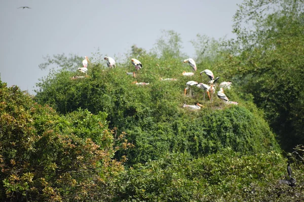 Pássaro Pelicano Bico Manchado Vagando Terra Pantanosa Santuário Pássaros Vedanthangal — Fotografia de Stock